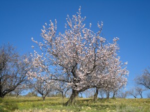 amandiers de l'algarve2