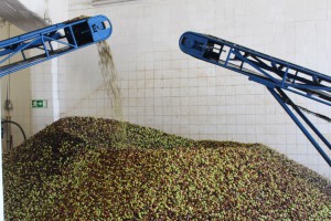 hule d'olive trituration au moulin algarve portugal