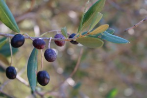 olives galega mures