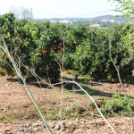 veine d'oranges de silves algarve sud portugal