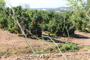 veine d'oranges de silves algarve sud portugal