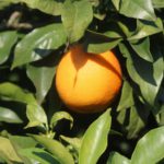 Orange Algarve