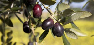 olive galega