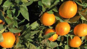 orange algarve portugal